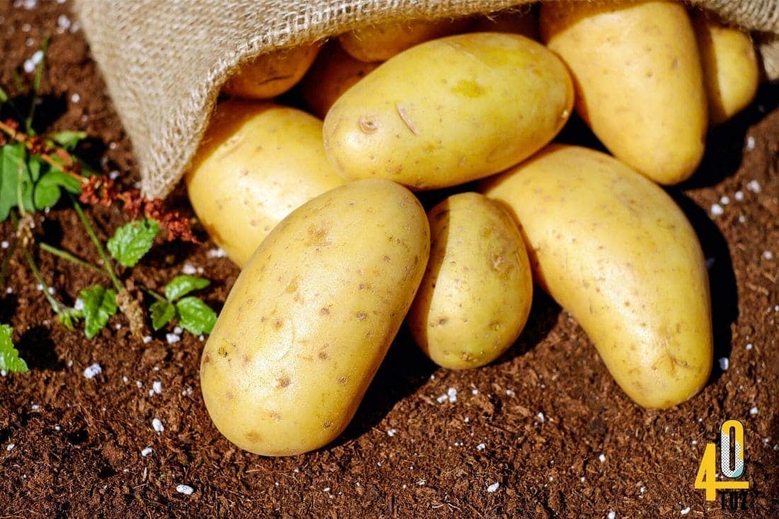 Kartoffeln – Nährstoffe und Kalorien